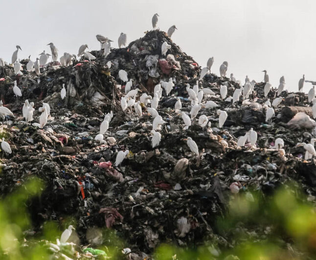 Food waste