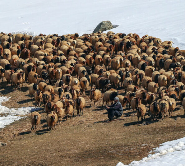 Livestock