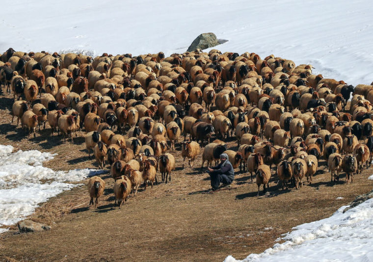 Livestock