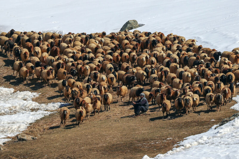 Global Meat Supply Faces Growing Pressure as Cattle Herds Shrink